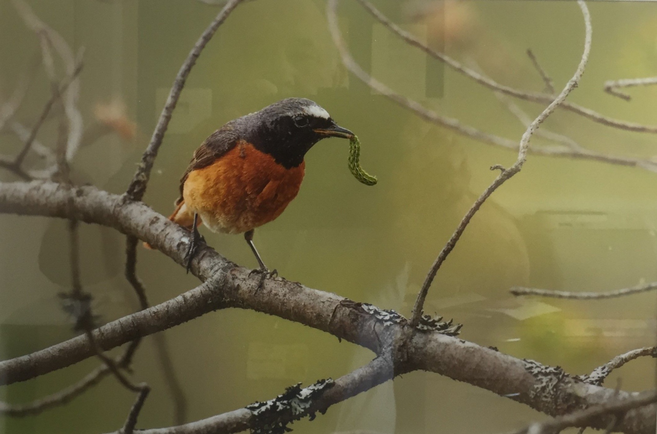 Picture of Redstart by Ian Mason