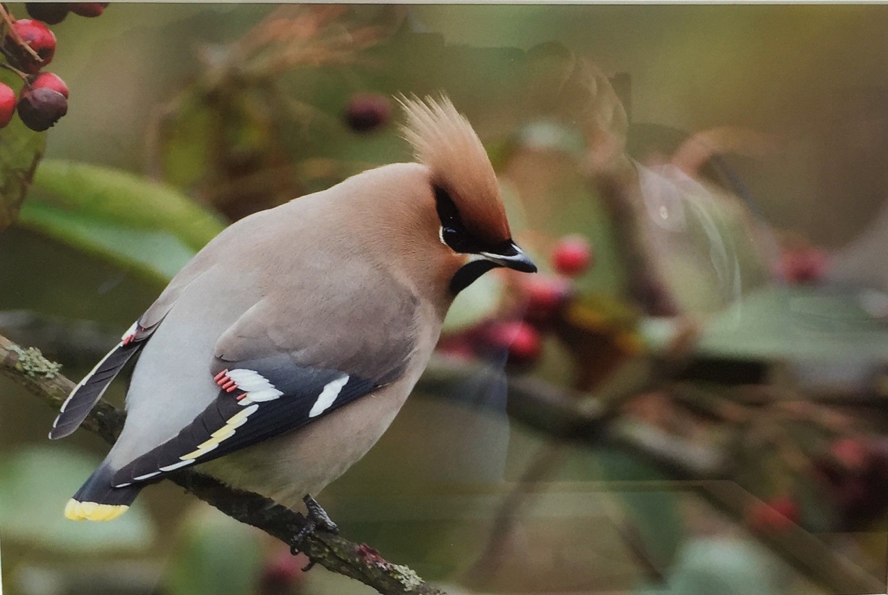 Picture of Waxwing by Ian Mason