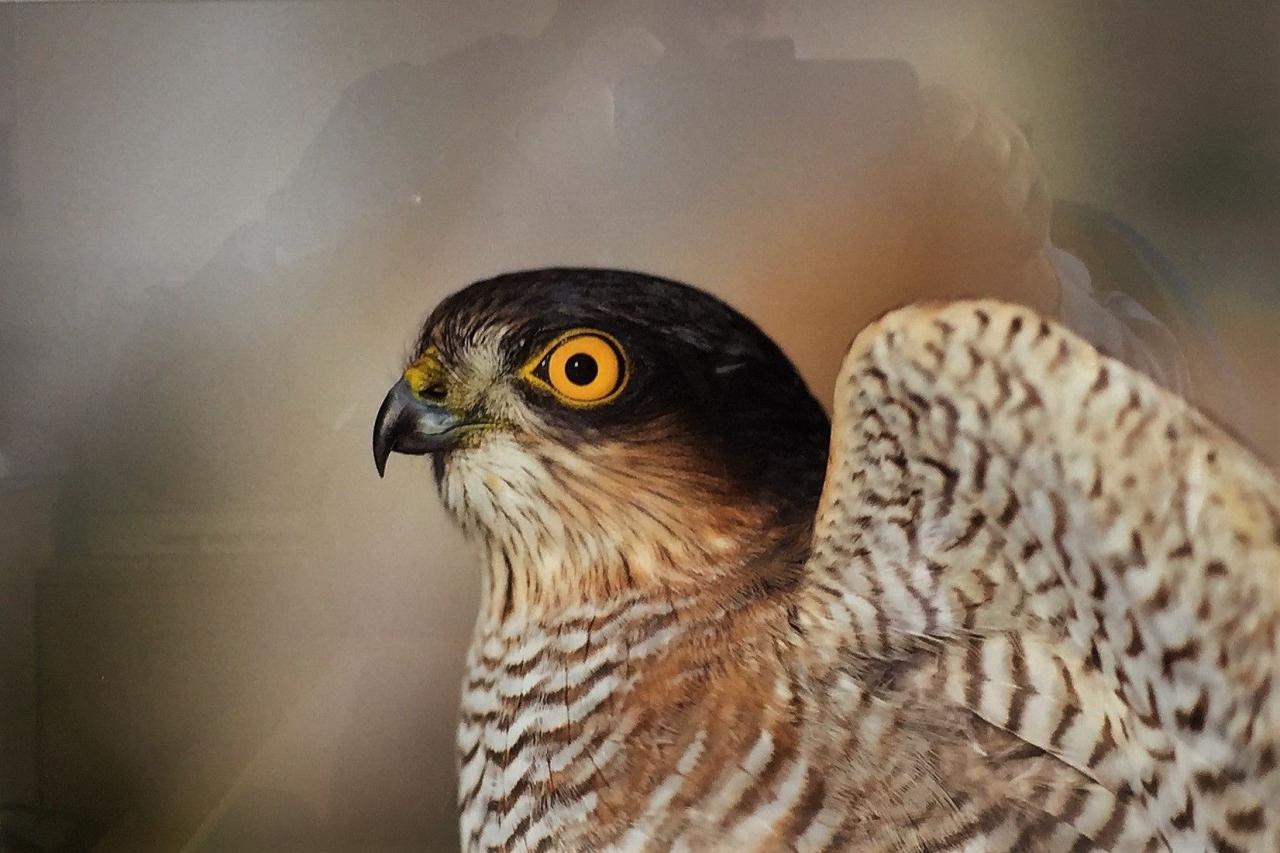 Picture of Sparrowhawk by Ian Mason