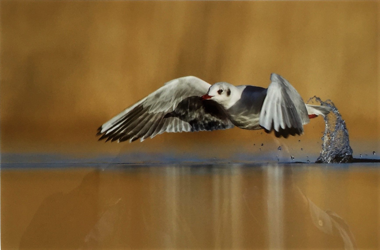 Picture of Barnacle Goose by Ian Mason