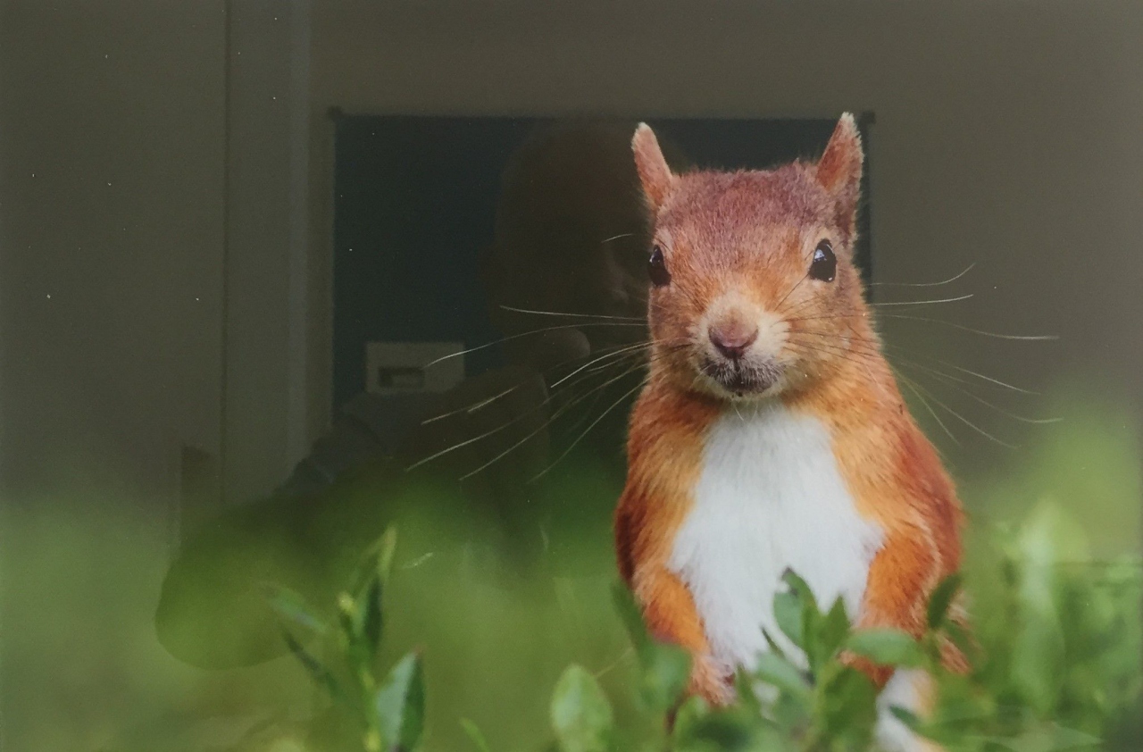 Picture of Red Squirrel by Ian Mason