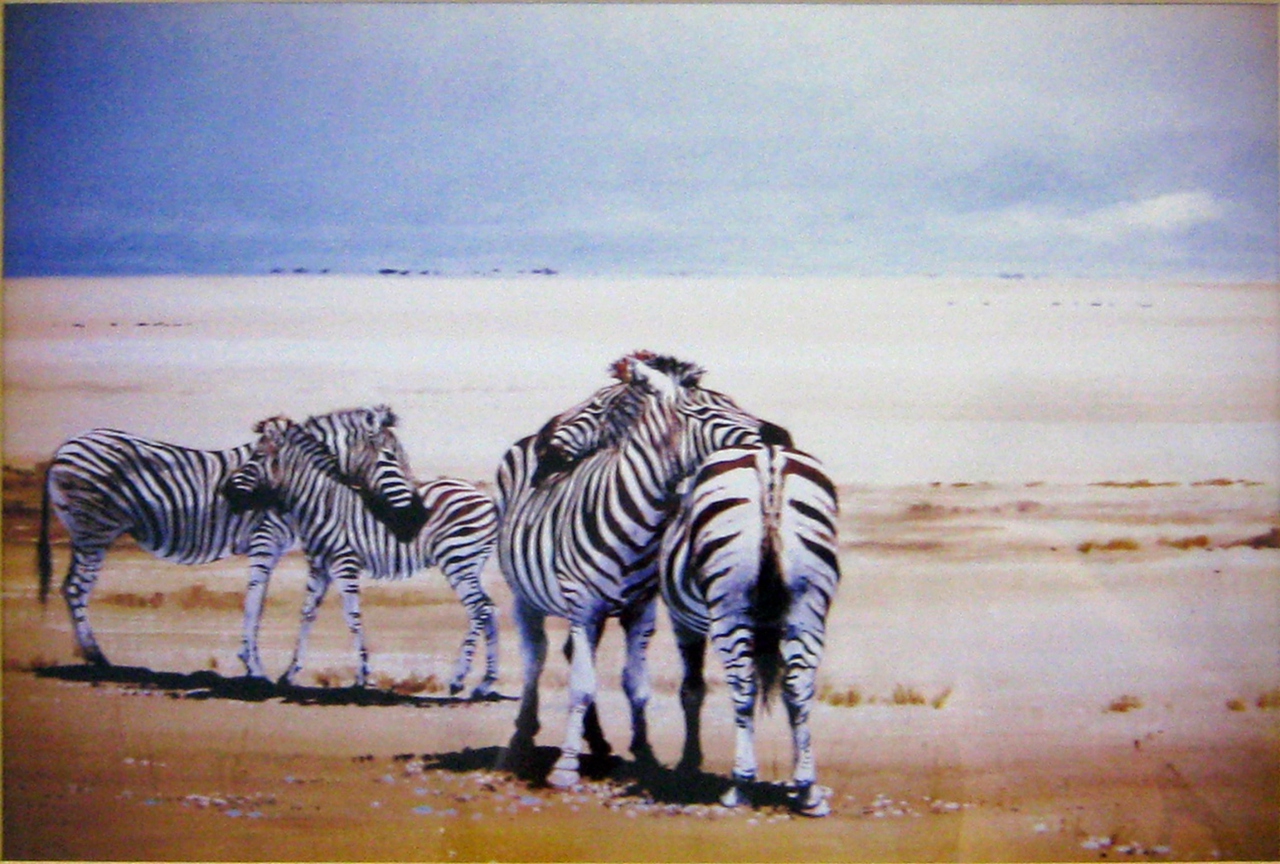 Picture of Two pairs of Zebras* by Ian Van Zyc